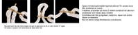 Trapets och Romerska Ringar – komplett gymnastikset för barn