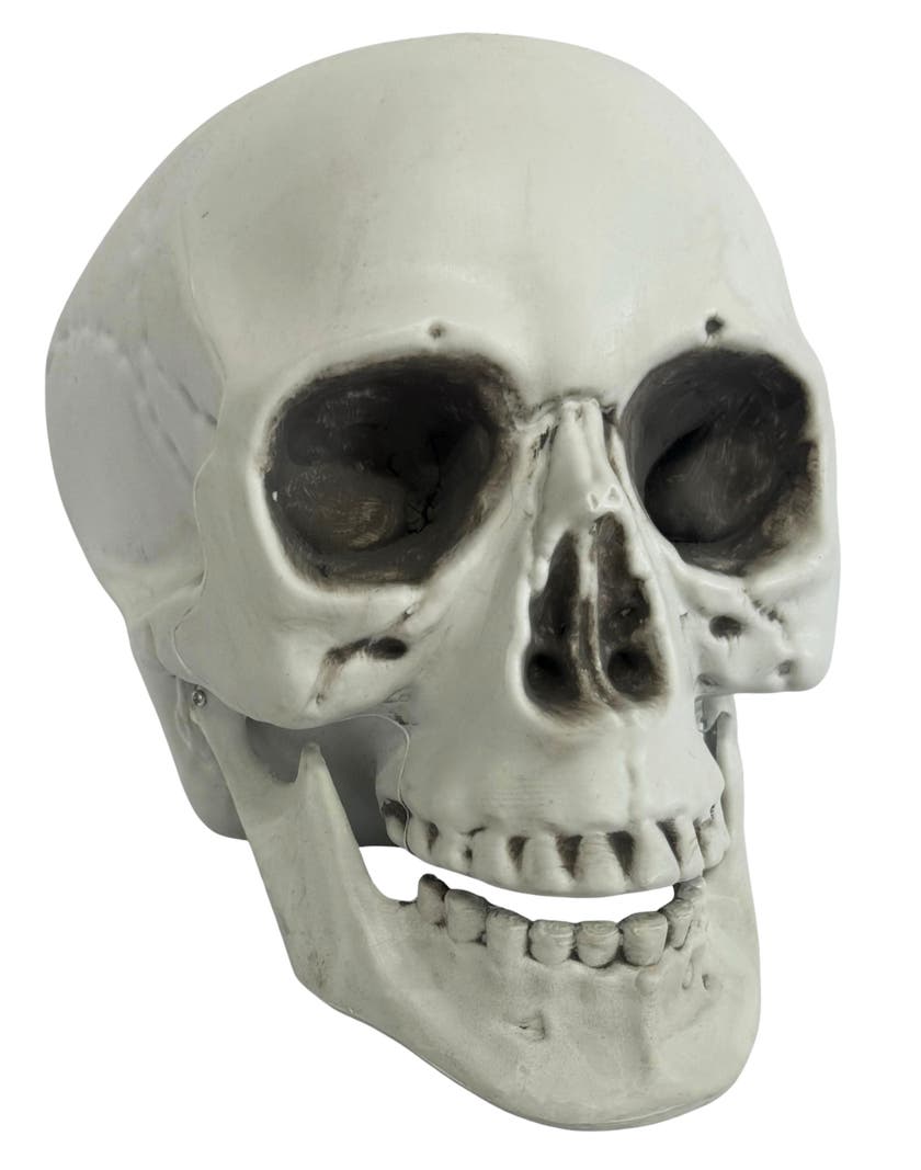 Halloween, Skull With Movable Jaw