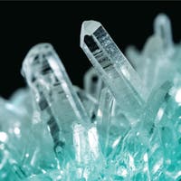 Discovery - Growing kit